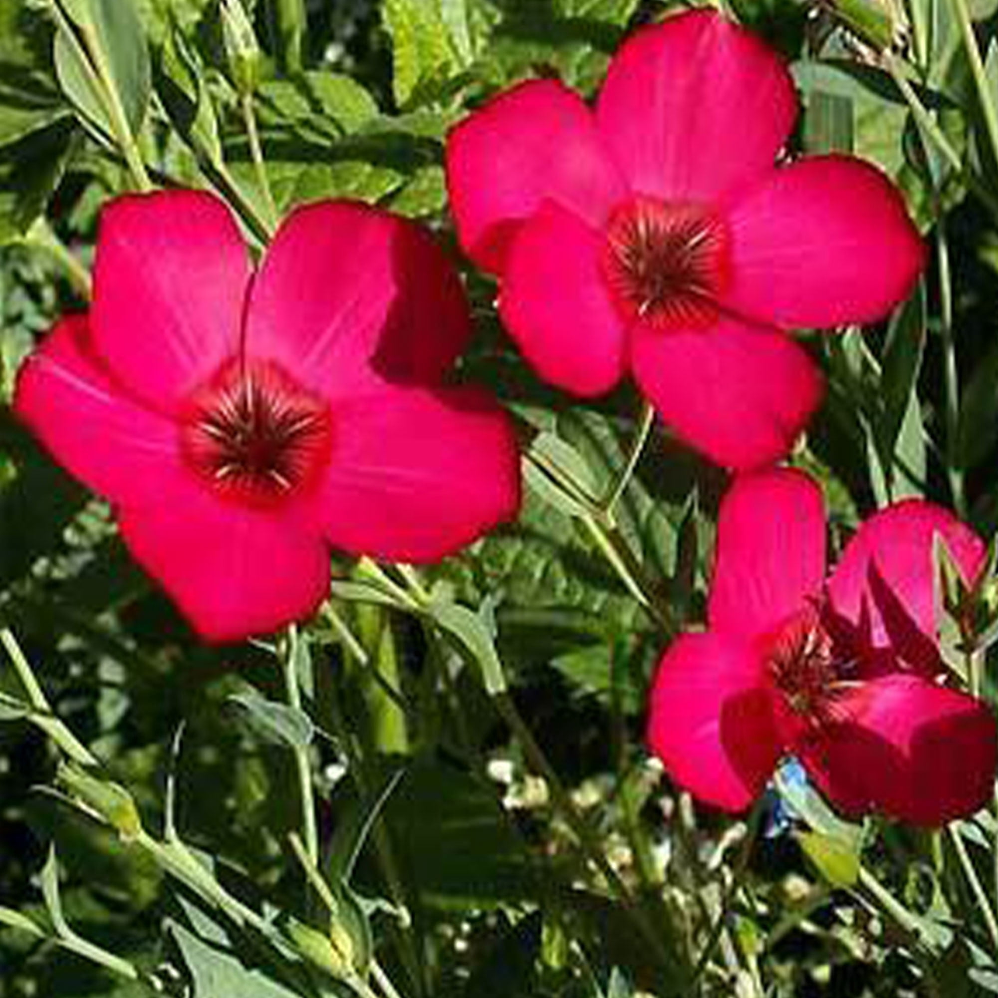 Sustainable Seed Company 1 LB Bulk Scarlet Flax Flower Seeds, Annual, Non-GMO, Open Pollinated