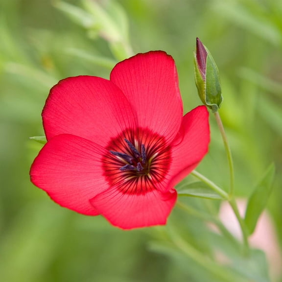 Scarlet Flax Wildflower Seeds - 1 Gram Seed Pouch - Annual Wild Flower Garden - Scarlet Maroon Blooms - Linum grandiflorum rubrum