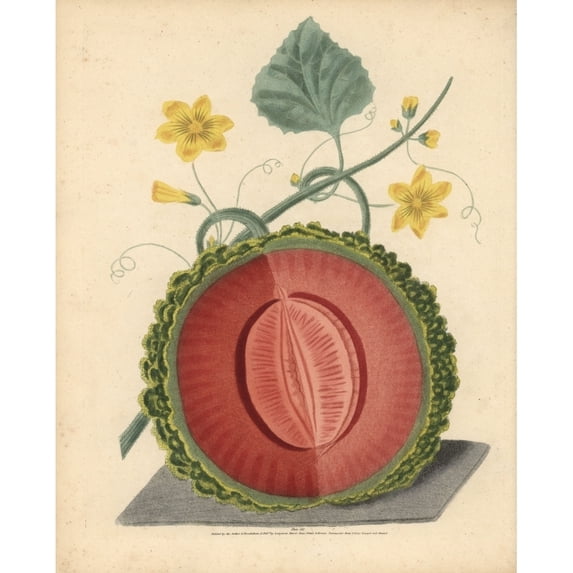 Scarlet Flesh Rock Melon Cucumis Melo Cantalupensis Poster Print By ?? Florilegius Mary Evans