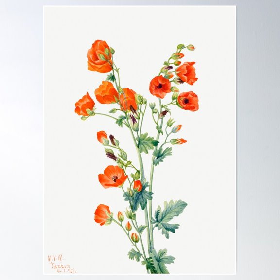 Scarlet Globe Mallow (Sphaeralcea Grossulariaefolia) (1927) By Mary Vaux Walcott. Poster Wall Art, Modern Wall Decor For Living Room Bedroom, 8x12 UNFRAMED