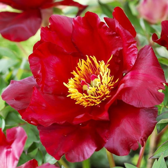 Scarlet Heaven Itoh Hybrid Peony Flower Root - Fragrant Perennial Peonies - Good as Cut Flowers - Deer Resistant