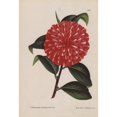 thumbnail image 1 of Scarlet Hybrid Camellia, Caprioli, Thea Japonica Poster Print By ® Florilegius Mary Evans (24 X 36), 1 of 3