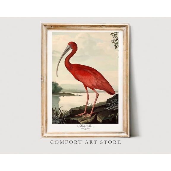 Scarlet Ibis Audubon Style Print, Unframed Paper Poster 8x10in