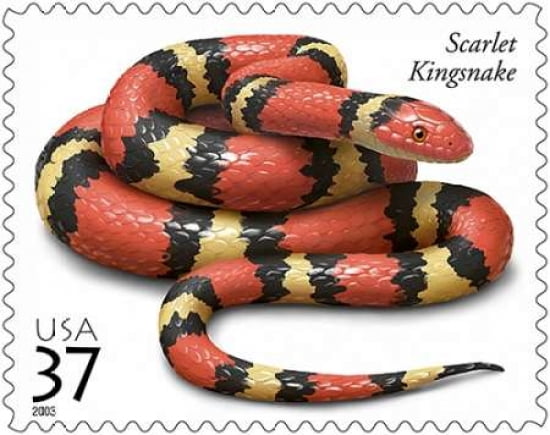 Scarlet Kingsnake Canvas Art - US POSTAL SERVICE (24 x 30)