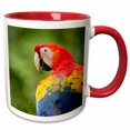 thumbnail image 1 of 3drose, Scarlet Macaw Bird, Rainforest, Costa Rica - Sa22 Rsp0031 - Rob Sheppard, 11oz Two-tone Red Mug, 1 of 6