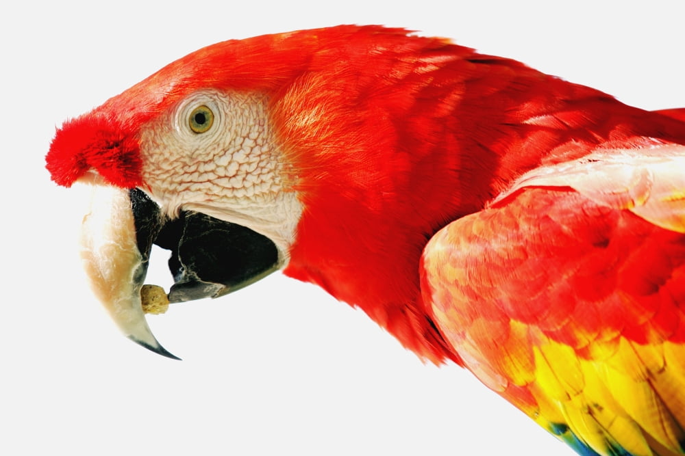Scarlet Macaw Canvas Art - Darren Greenwood Design Pics (34 x 22)