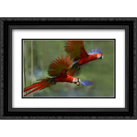 Scarlet Macaw pair flying with palm fruit, Costa Rica 2x Matted 24x18 Black Ornate Framed Art Print by Fitzharris, Tim