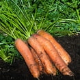 thumbnail image 1 of Scarlet Nantes Carrot Seeds - 5 Lb Bulk - Non-GMO, Heirloom Vegetable Garden Seeds, Gardening, Microgreens, 1 of 2