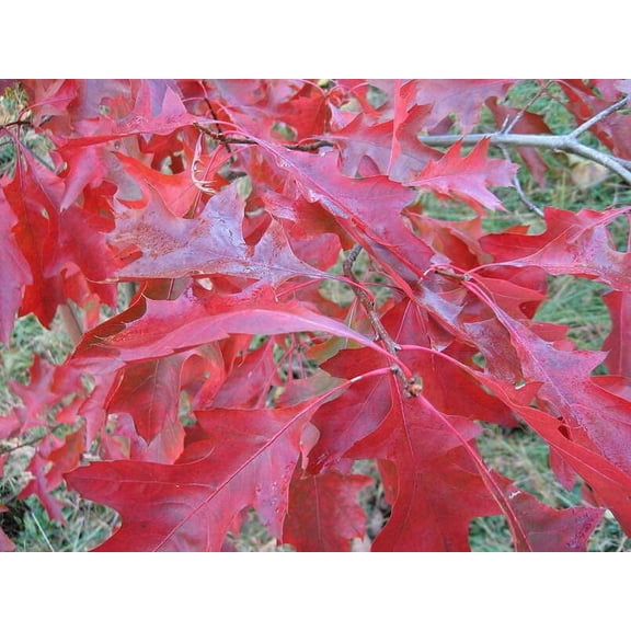 Scarlet Oak Tree Seeds for Planting | Scarlet Oak is Prized for Attractive Look and Wood (10 Seeds)