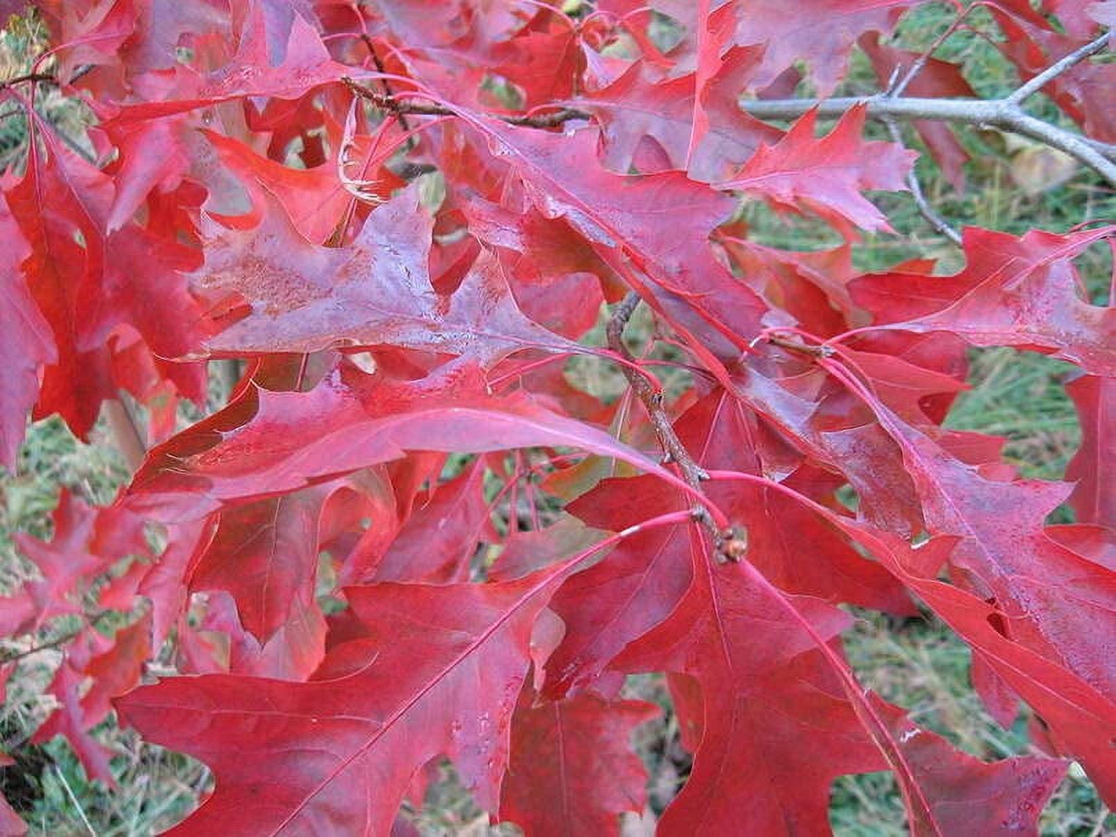 Scarlet Oak Tree Seeds for Planting | Scarlet Oak is Prized for Attractive Look and Wood (20 Seeds)