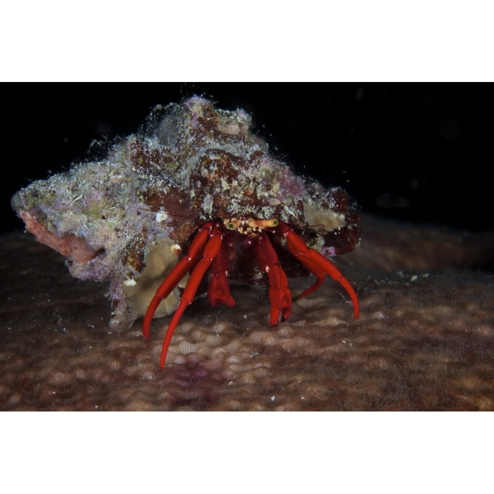 Scarlet Reef Hermit Crab peeks out of its shell Bonaire Caribbean ...