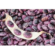 Scarlet Runner Bean Seeds for Planting 20 Seeds - Delicious and Easy to Grow