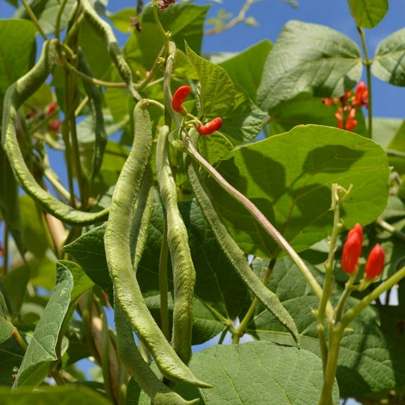 Scarlet Runner Pole Bean Seeds - 15 Gram Packet - Non-GMO, Heirloom - Vegetable Garden Seeds - Also Called: White Dutch Runner
