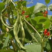 Scarlet Runner Pole Bean Seeds - 15 Gram Packet - Non-GMO, Heirloom - Vegetable Garden Seeds - Also Called White Dutch Runner