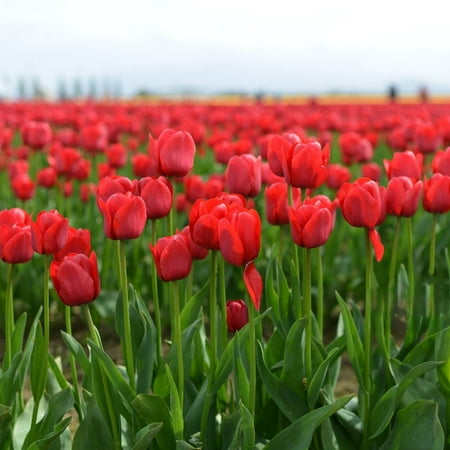 Scarlet Sky High Tulips - Giant Red Flowers - 10 Bulbs - Attracts Bees & Butterflies - Spring Blooming, Easy to Grow & Maintain