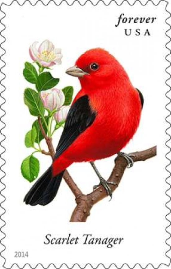 Scarlet Tanager Canvas Art - US POSTAL SERVICE (12 x 18)