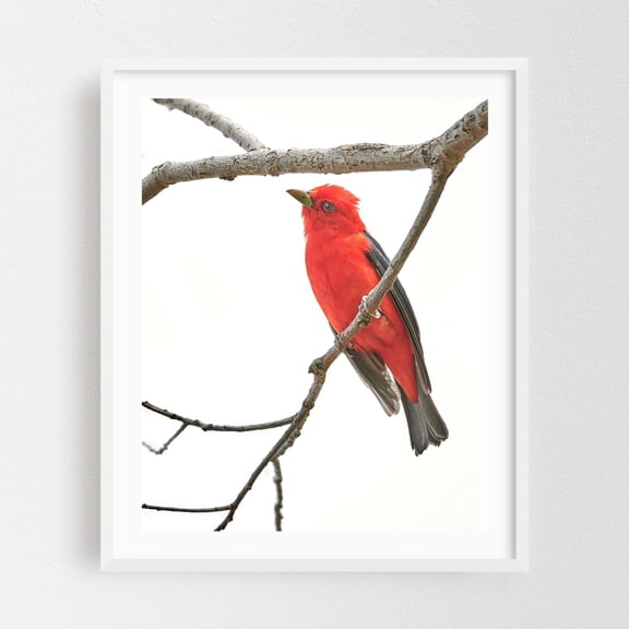 Scarlet Tanager Gives Me The Eye - Photography Bird Wildlife Nature Animal Forest Woodland Minimalist White Framed Wall Art Print 6 x 8 inches