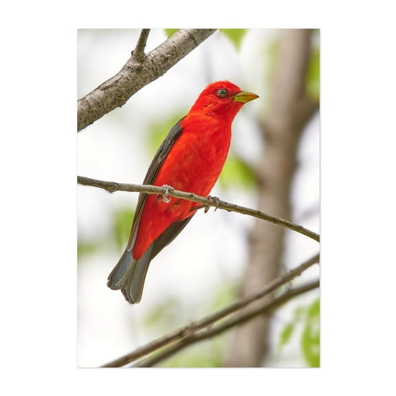 Scarlet Tanager - Photography Bird Wildlife Nature Animal Forest Woodland Scenic Unframed Wall Art Print 4 x 6 inches