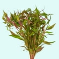 thumbnail image 1 of Fire Temple Alternanthera Rosanervig 3-5 Stems Live Aquarium Plants BUY 2 GET 1 FREE, 1 of 12