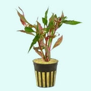 Scarlet Temple (Alternanthera Reineckii) In 2" Pot Live Aquarium Plants BUY2 GET1 FREE
