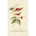 thumbnail image 1 of Scarlet Woodbine Of New South Wales Lonicera Species Poster Print By ?? Florilegius Mary Evans, 1 of 4