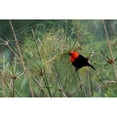 thumbnail image 1 of Scarlet-headed blackbird Poster Print by Ken Archer (18 x 24), 1 of 3