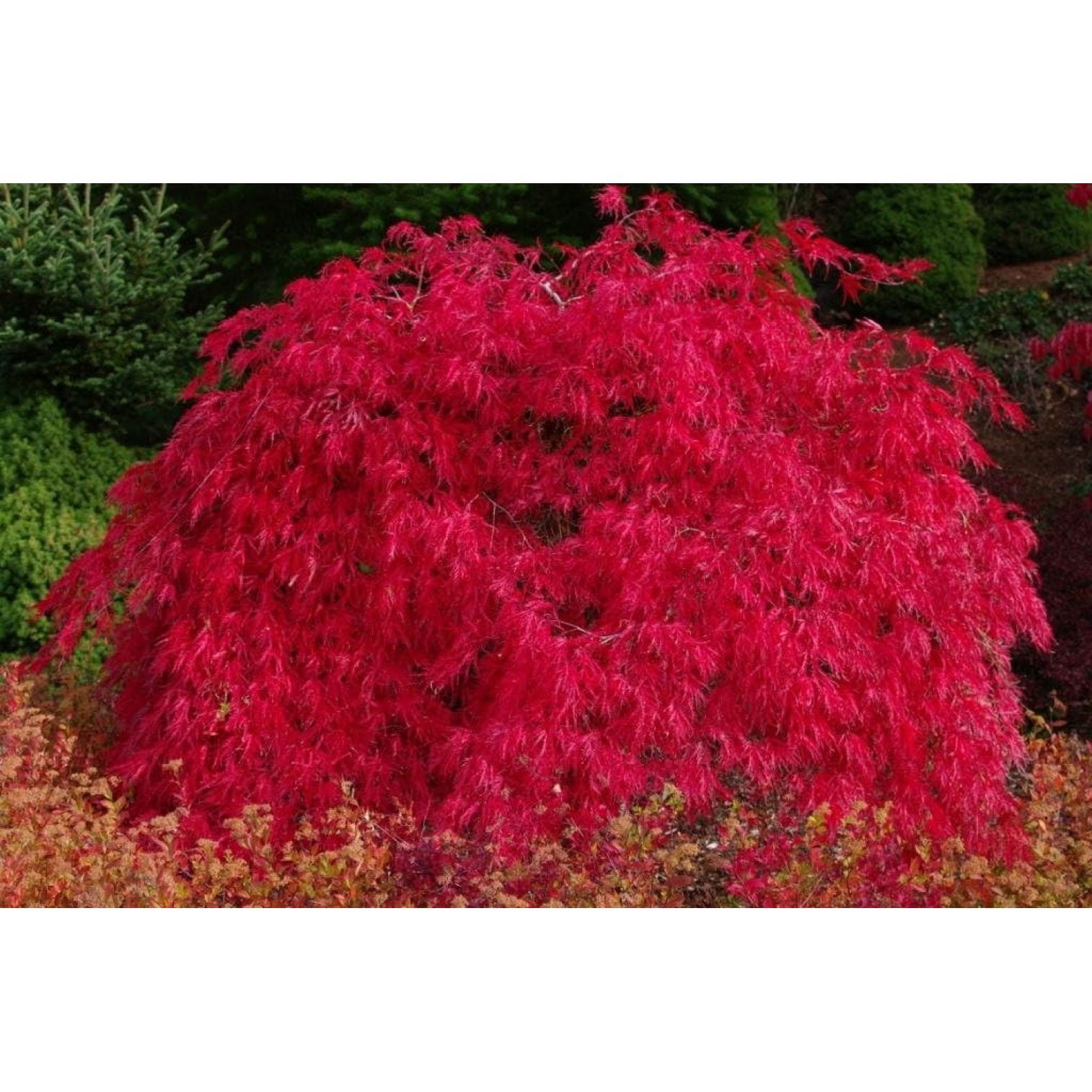 Scarlett Japanese Maple Live Tree NOT Seeds A New Red Variety