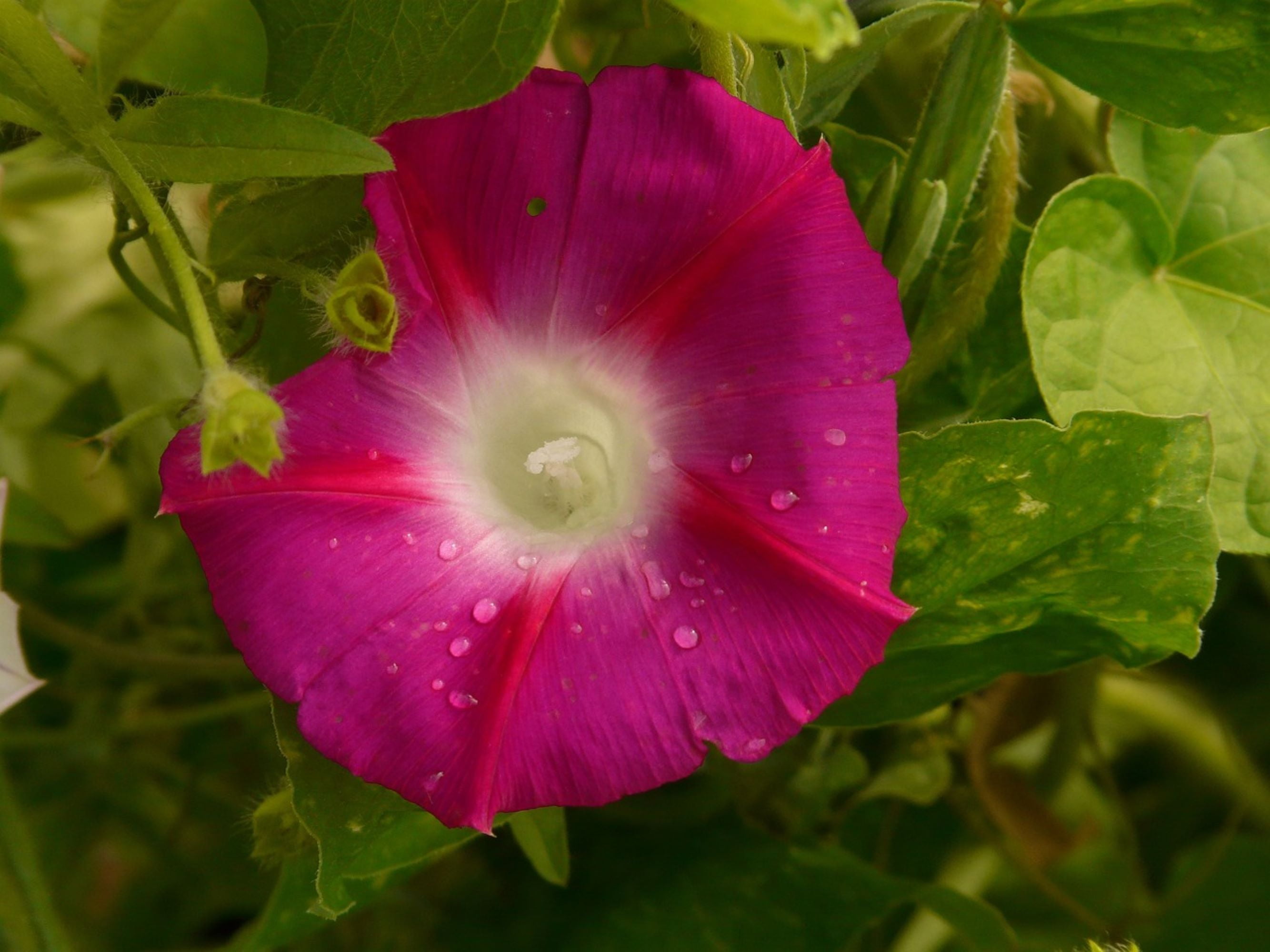 Scarlett O'hara Morning Glory/ Annual/ Full Sun/ 2200 Seeds
