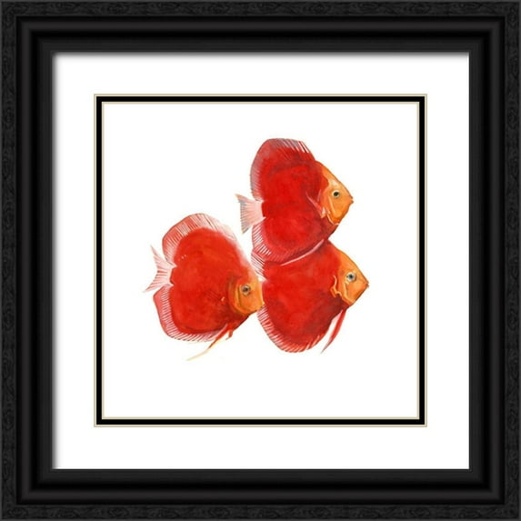 Scarvey, Emma 15x15 Black Ornate Wood Framed with Double Matting Museum Art Print Titled - Discus Fish VI