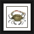 thumbnail image 1 of Scarvey, Emma 20x20 Black Ornate Wood Framed with Double Matting Museum Art Print Titled - Watercolor Crab II, 1 of 4