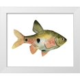 thumbnail image 1 of Scarvey, Emma 24x20 White Modern Wood Framed Museum Art Print Titled - Rainbow Fish III, 1 of 4