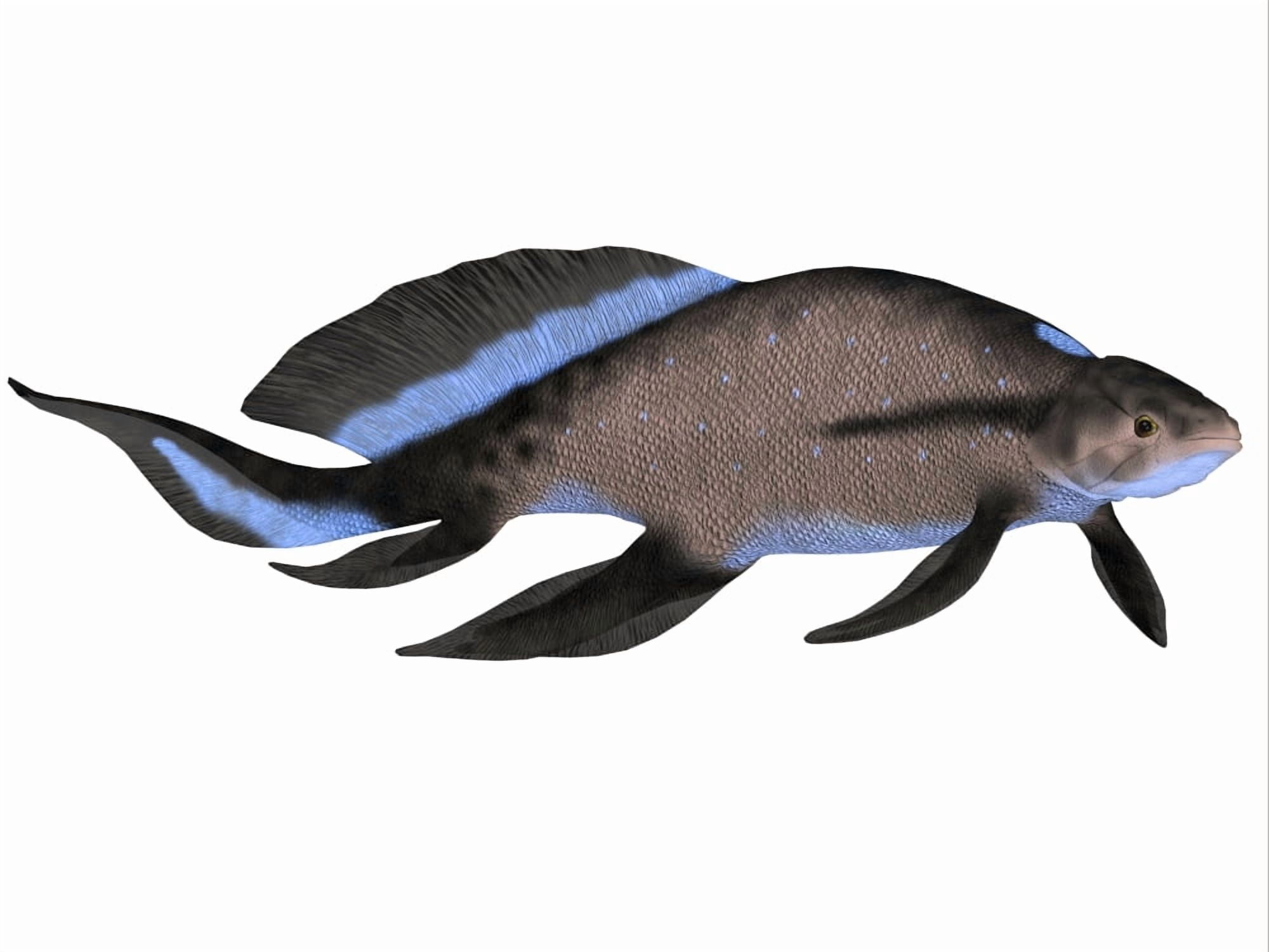 Scaumenacia is an extinct genus of lobe-finned fish Canvas Art - Corey FordStocktrek Images (17 x 13)