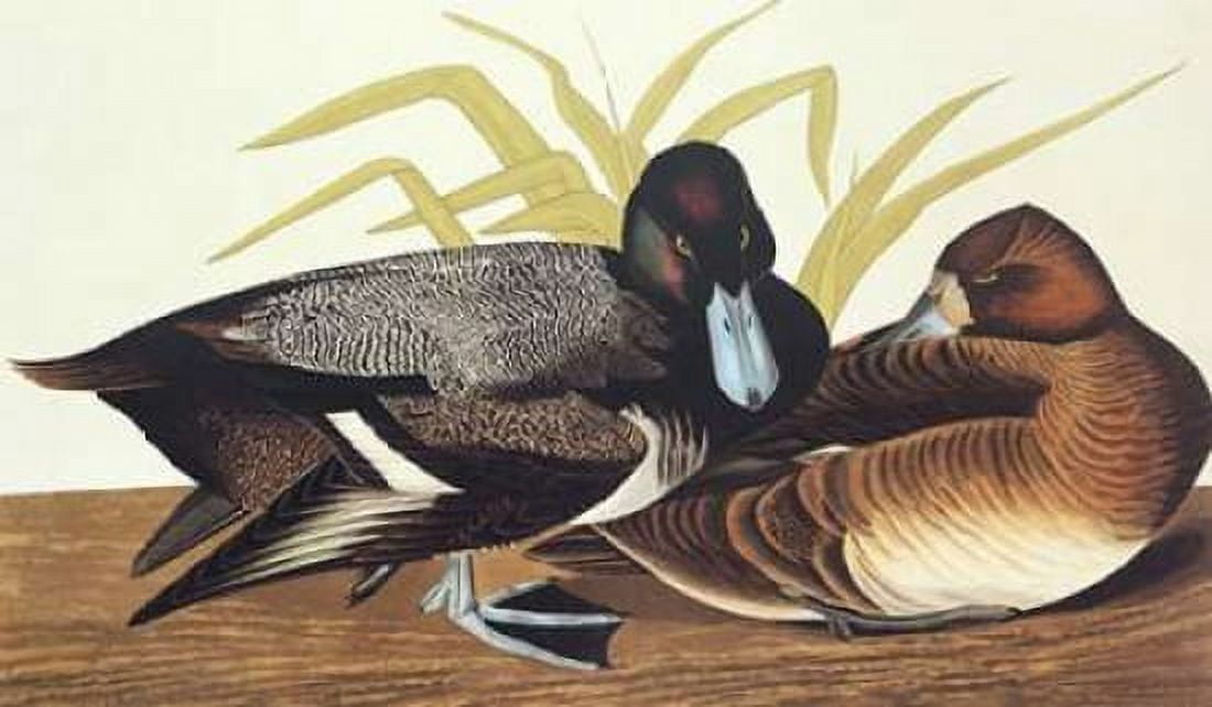 Scaup Duck Canvas Art - John James Audubon (12 x 18)