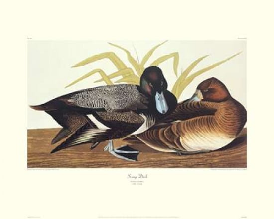 Scaup Duck (decorative border) Canvas Art - John James Audubon (24 x 30)