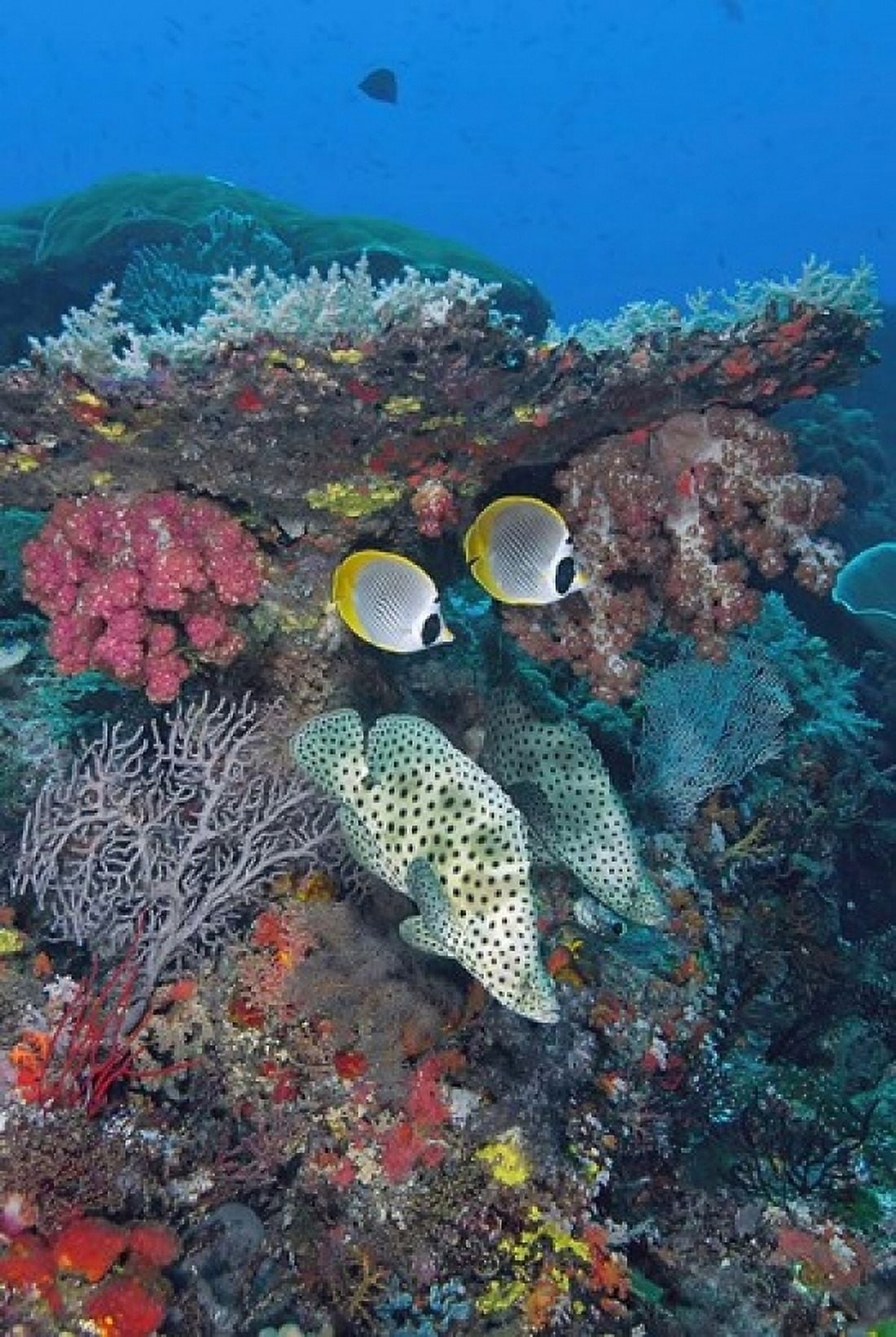Scene of fish and coral Canvas Art - Jaynes Gallery DanitaDelimont (24 x 36)