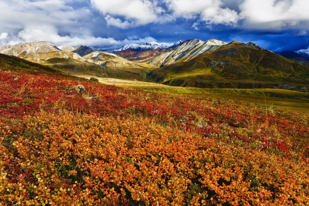 Scenic Autumn View Of Colorful Tundra At Thorofare Pass Denali National Park & PreserveAlaska Usa Canvas Art - Michael DeYoung Design Pics (17 x 11)