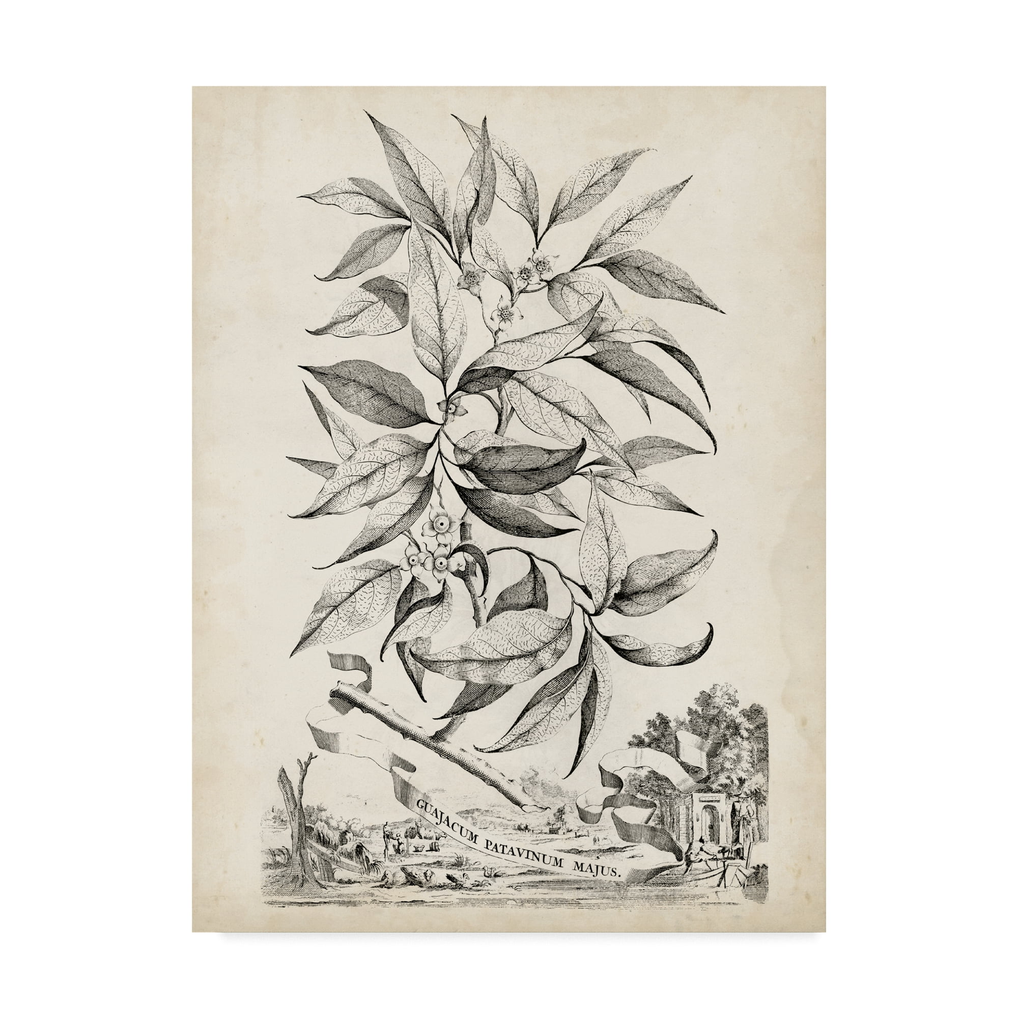 Scenic Botanical IV' Canvas Art by Abraham Munting