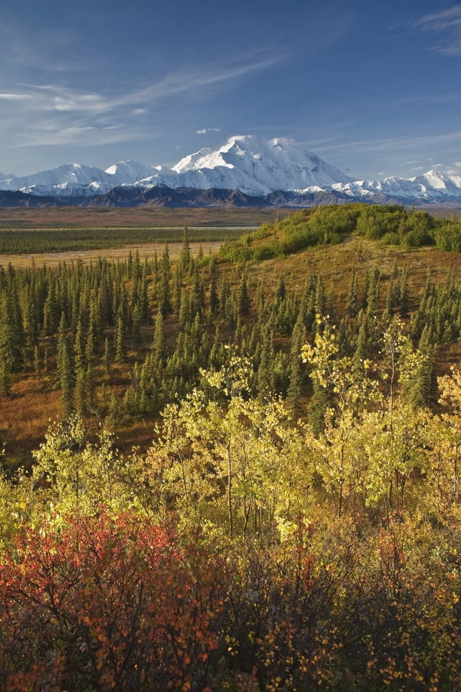 Scenic Of Fall Tundra And Yellow Aspen Trees With Mt Mckinley In The Background Near Wonder Lake Campground Denali National Park Alaska Canvas Art - John Delapp Design Pics (12 x 19)