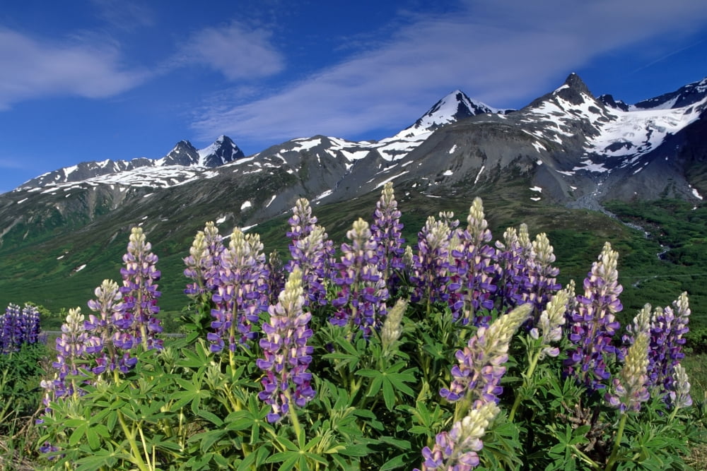 Scenic Of Lupine & Chugach Mts At Thompson Pass Ak Canvas Art - Michael DeYoung Design Pics (17 x 11)