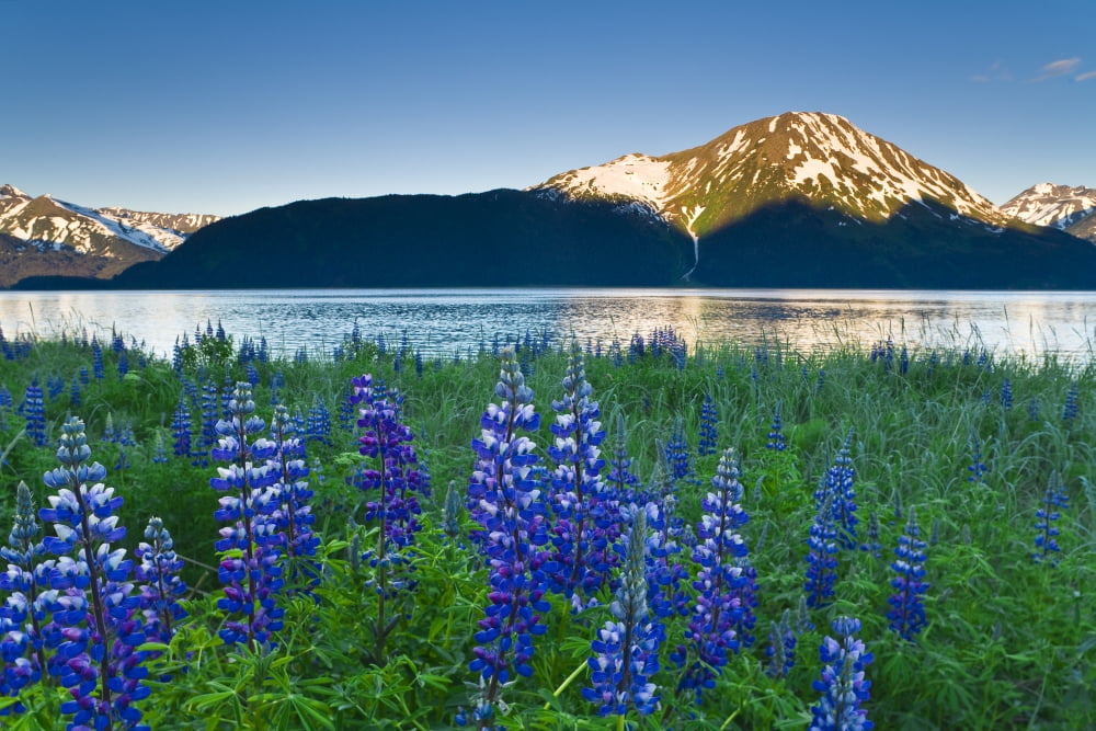 Scenic Sunrise View Of Coastal Lupine Along The Mouth And Tidal Flats Of Twentymile River Southcentral Alaska Summer Canvas Art - Michael DeYoung Design Pics (17 x 11)