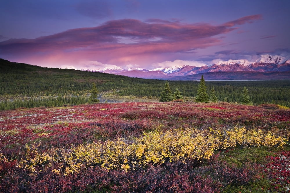 Scenic View Of Alpine Tundra With Alaska Range In The Background With Alpenglow At Sunset In Denali National Park Alaska Canvas Art - John Delapp Design Pics (19 x 12)