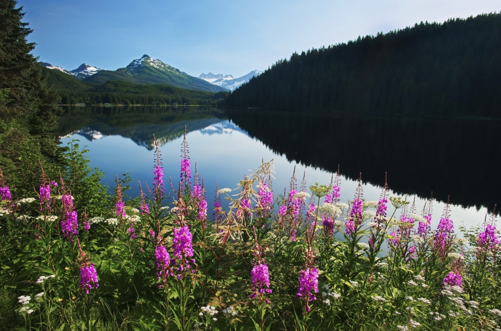 Scenic View Of Auke Lake On A Clear Day With Fireweed In The Foreground Near Juneau Southeast Alaska Summer Canvas Art - Mark Kelley Design Pics (19 x 12)