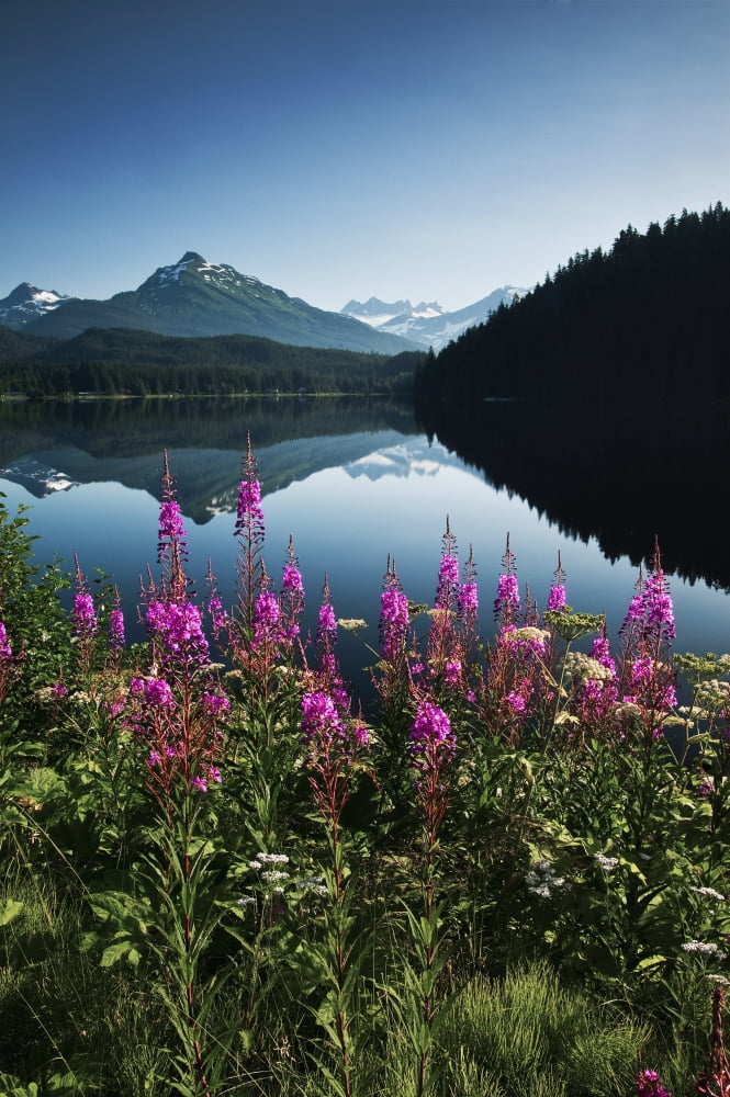Scenic View Of Auke Lake On A Clear Day With Fireweed In The Foreground Near Juneau Southeast Alaska Summer Canvas Art - Mark Kelley Design Pics (24 x 38)