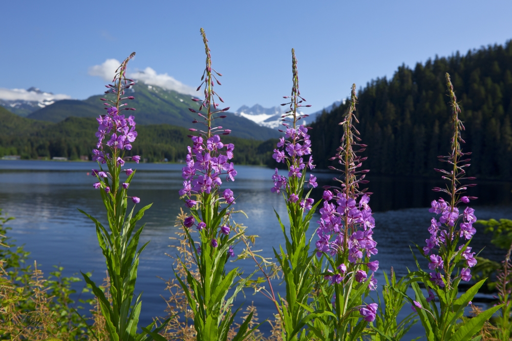 Scenic View Of Auke Lake And Fireweed With Mendenhall Glacier And Coast Range Mountains Southeast Alaska Summer Canvas Art - John Hyde Design Pics (36 x 24)