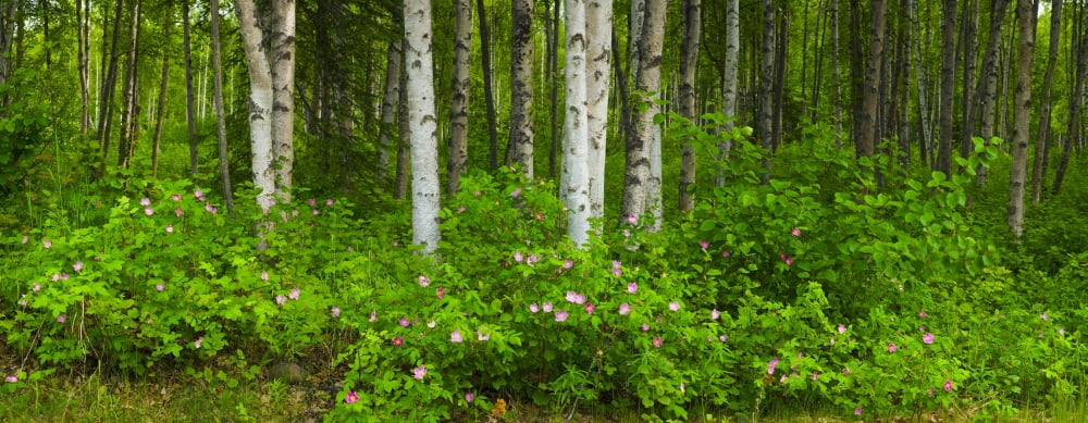 Scenic View Of A Birch Forest And Wild Roses In Bloom Eagle River Valley Chugach State Park Alaska Canvas Art - Michael DeYoung Design Pics (44 x 16)