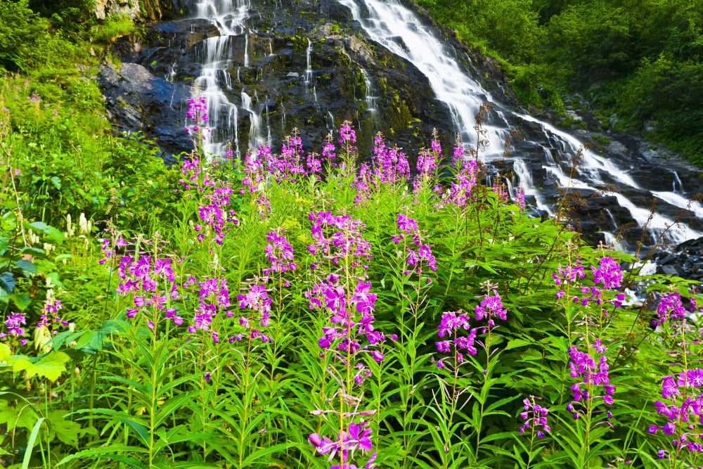 Scenic View Of Bridal Veil Falls With Fireweed In The Foreground In Keystone Canyon Of Southcentral Alaska Canvas Art - Michael DeYoung Design Pics (38 x 24)