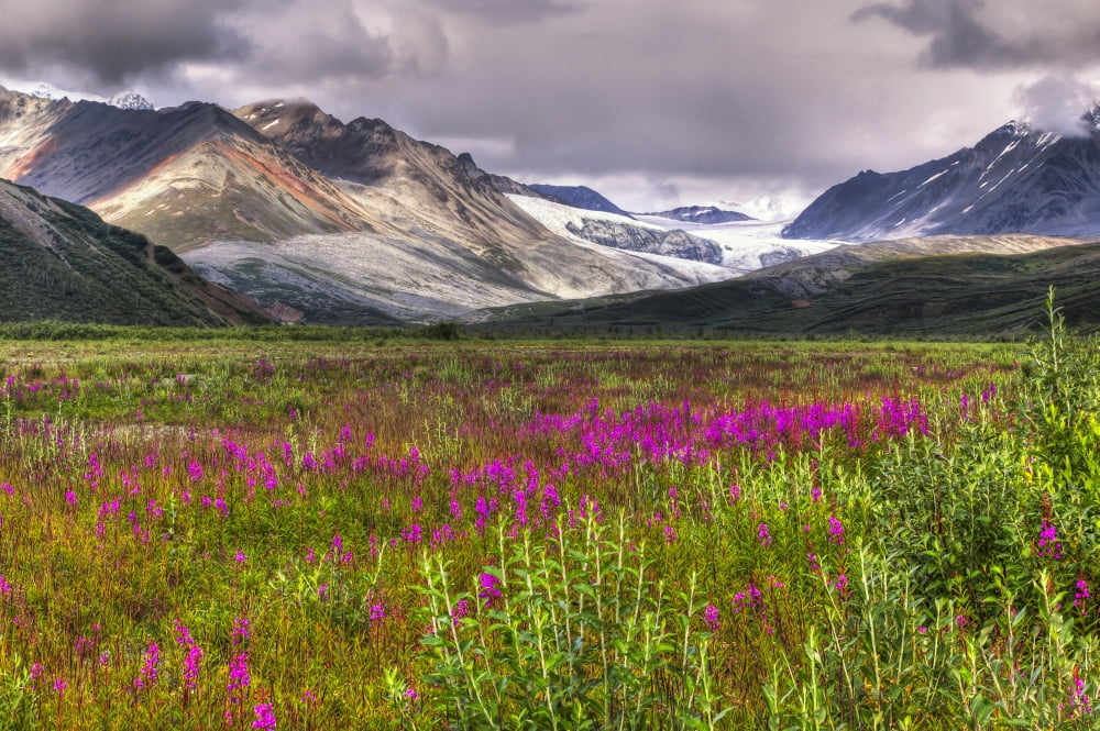 Scenic View Of Gulkana Glacier From The Richardson Highway With Fireweed In The Foreground Southcentral Alaska Summer Hdr Canvas Art - Michael Criss Design Pics (17 x 11)