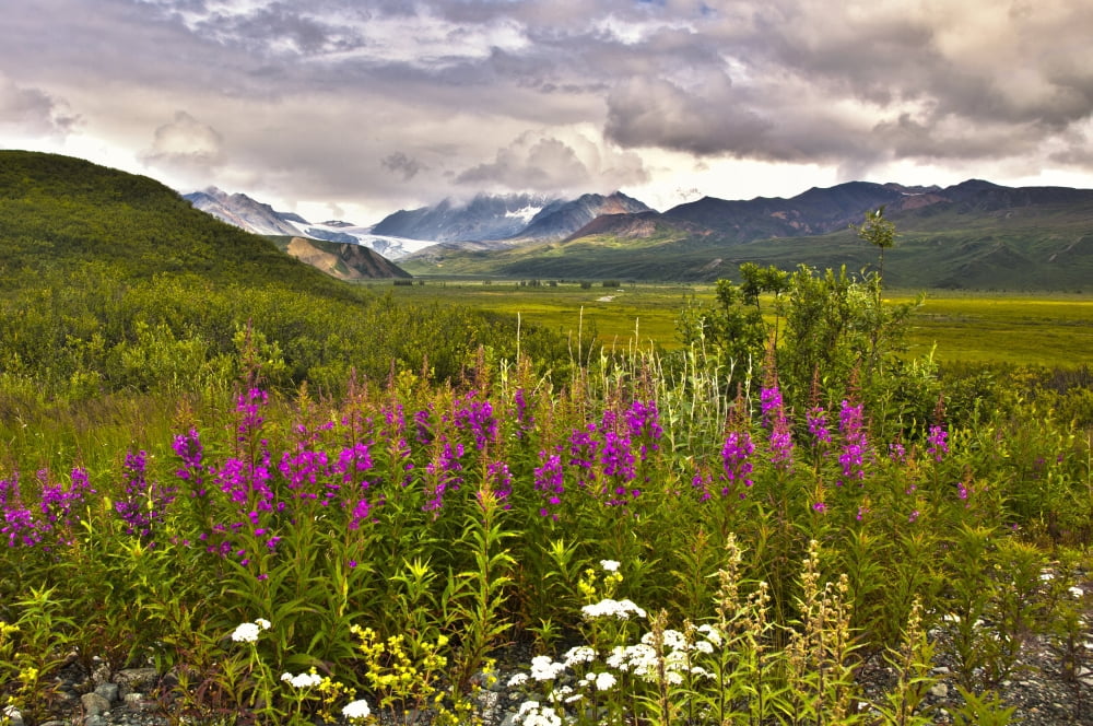 Scenic View Of Gulkana Glacier From The Richardson Highway With Fireweed In The Foreground Southcentral Alaska Summer Hdr Canvas Art - Michael Criss Design Pics (34 x 22)