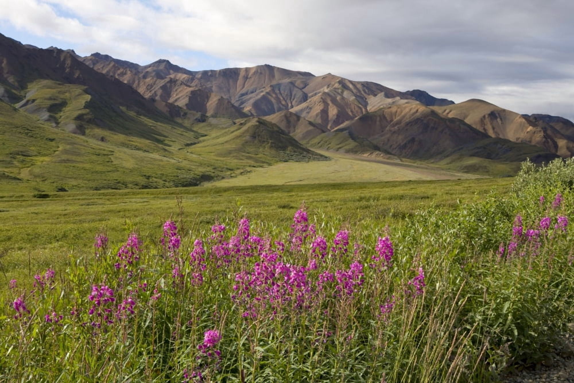 Scenic View Of Highway Pass And Foothills Of The Alaska Range With Fireweed In Foreground In Denali National Park Alaska In Late Summer Canvas Art - Gary Schultz Design Pics (17 x 11)