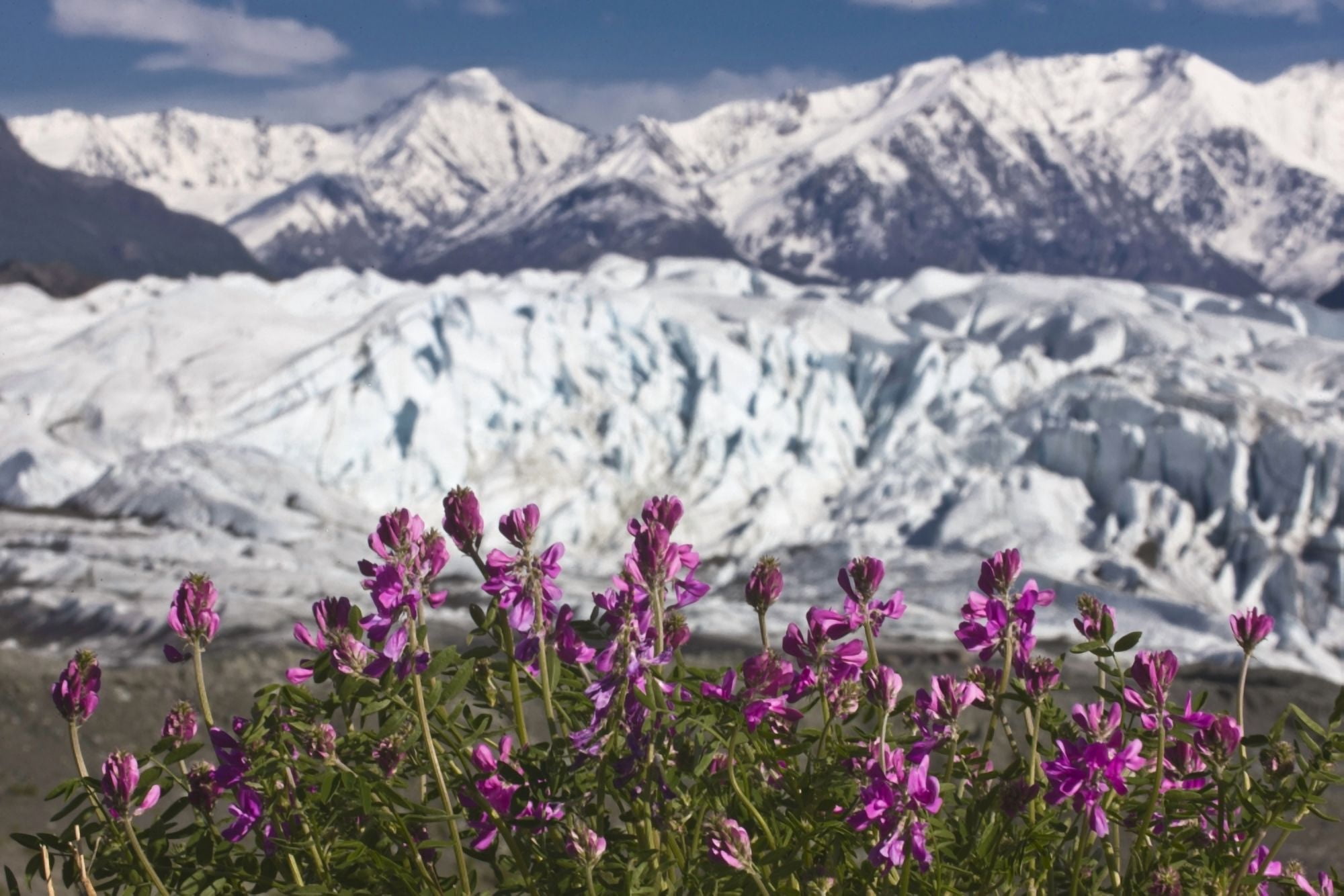 Scenic View Of Matanuska Glacier And Chugach Mountains With Wild Sweet Pea In The Foreground Matanuska Valley Southcentral Alaska Summer Canvas Art - Hal Gage Design Pics (38 x 24)